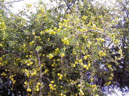 Fruit d'Arganier en plein zonne forestire sauvage